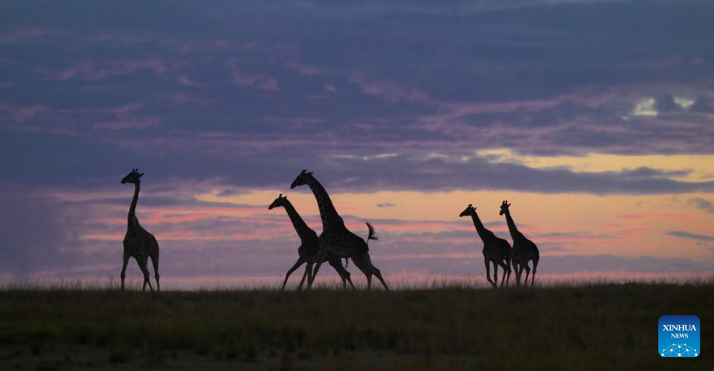In pics: wildlife in Maasai Mara National Reserve in Kenya
