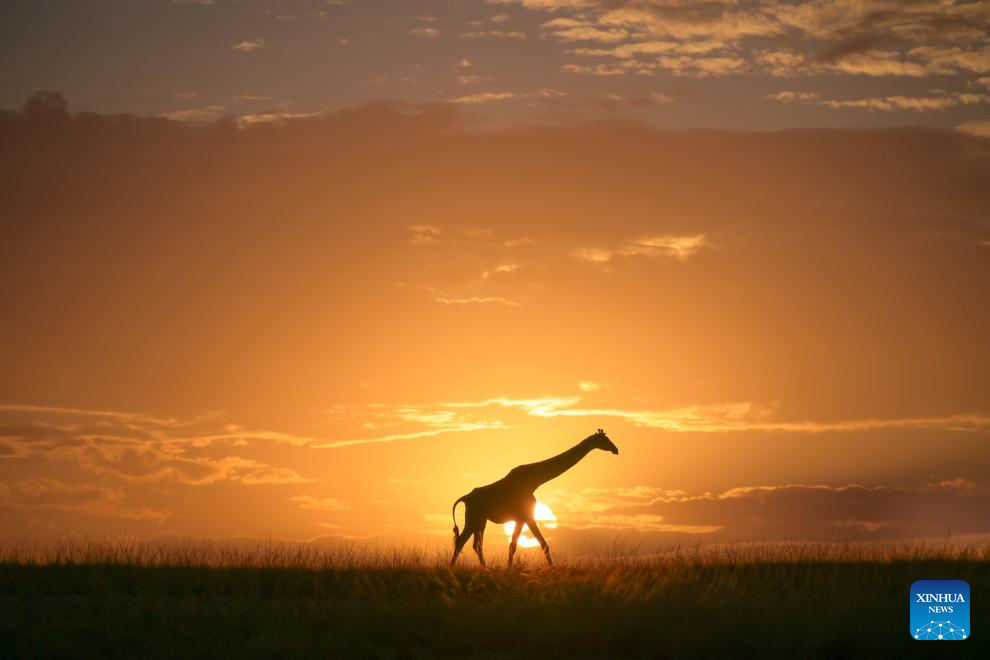 In pics: wildlife in Maasai Mara National Reserve in Kenya