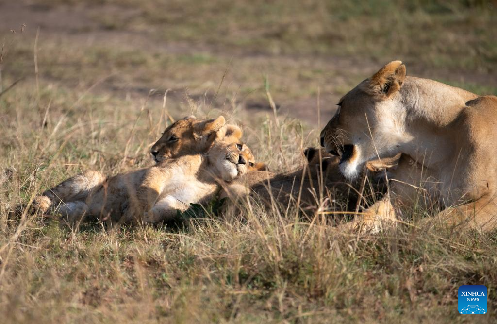 In pics: wildlife in Maasai Mara National Reserve in Kenya