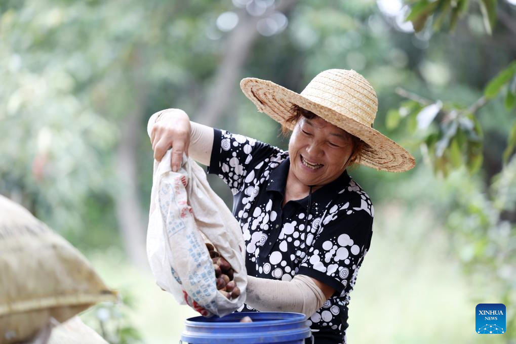 Autumn harvest in full swing in E China