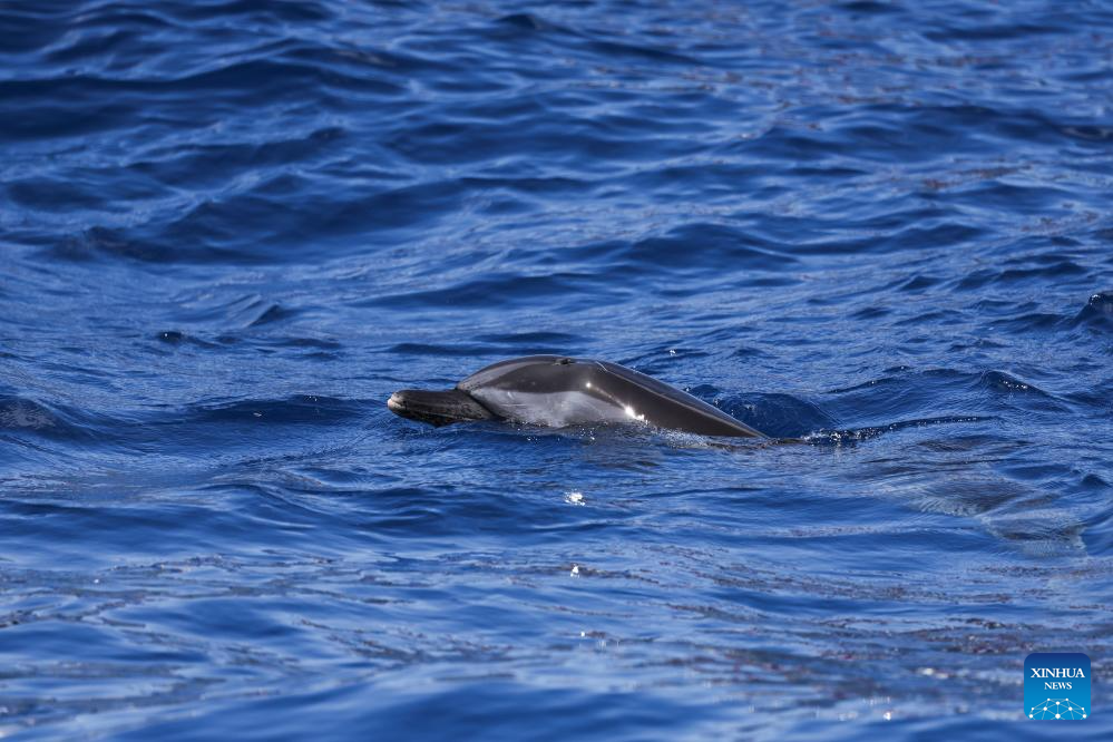 Stranded dolphin released back into sea in China's Hainan