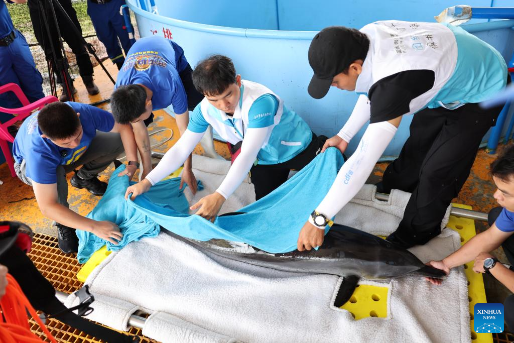 Stranded dolphin released back into sea in China's Hainan