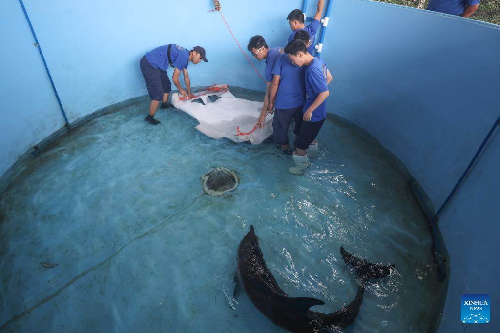 Stranded dolphin released back into sea in China's Hainan