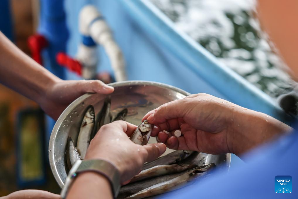 Stranded dolphin released back into sea in China's Hainan