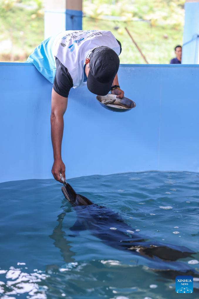 Stranded dolphin released back into sea in China's Hainan