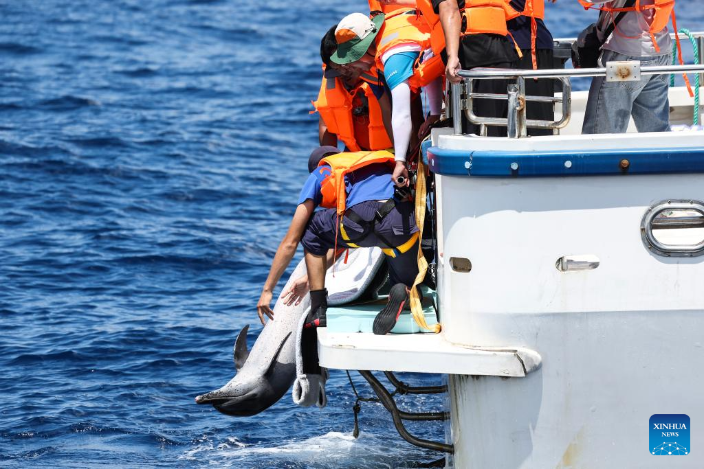 Stranded dolphin released back into sea in China's Hainan