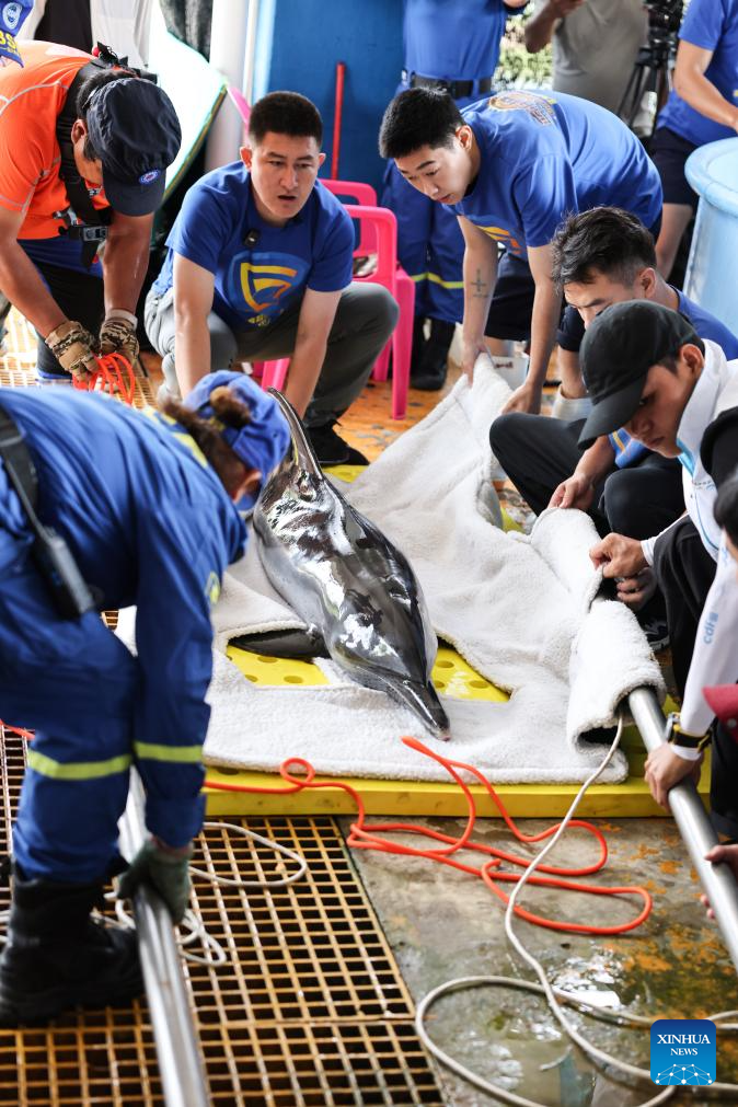 Stranded dolphin released back into sea in China's Hainan
