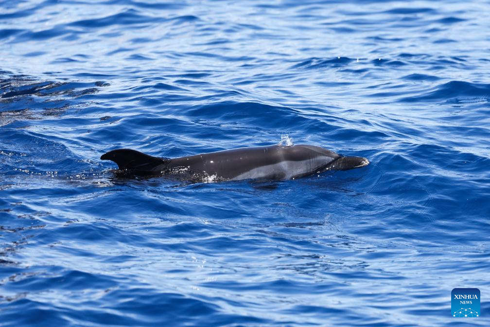 Stranded dolphin released back into sea in China's Hainan