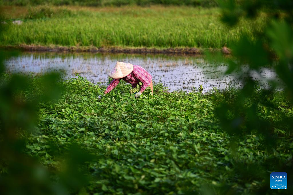 Village of S China's Hainan advances rural revitalization