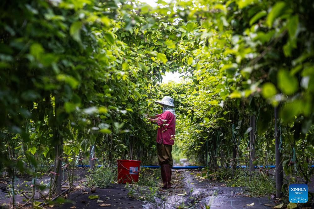 Village of S China's Hainan advances rural revitalization