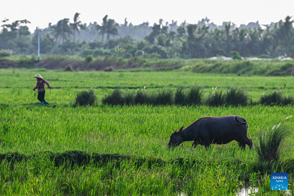 Village of S China's Hainan advances rural revitalization