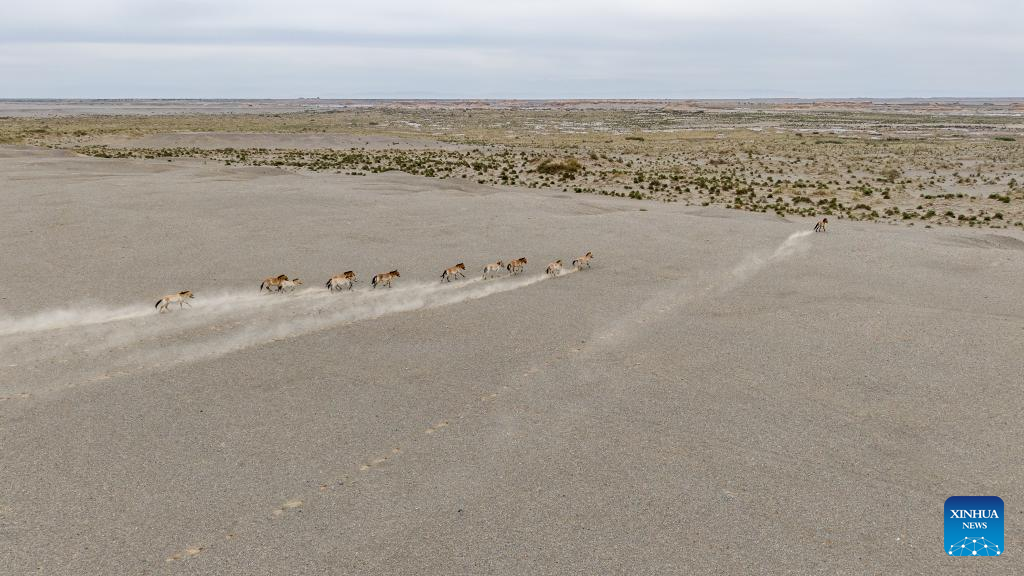 In pics: Przewalski's horses in Dunhuang West Lake National Nature Reserve in China's Gansu