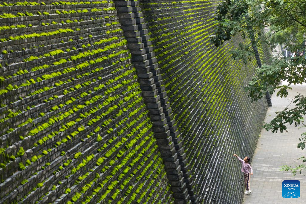 City wall covered with green coat attracts visitors in Xi'an, NW China