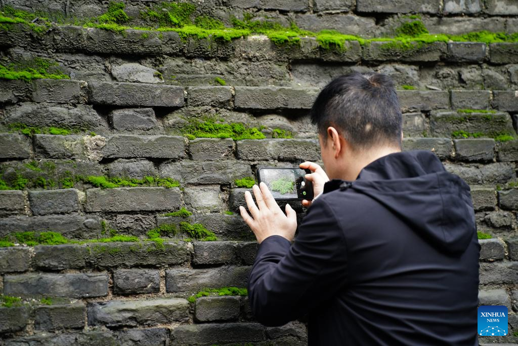 City wall covered with green coat attracts visitors in Xi'an, NW China