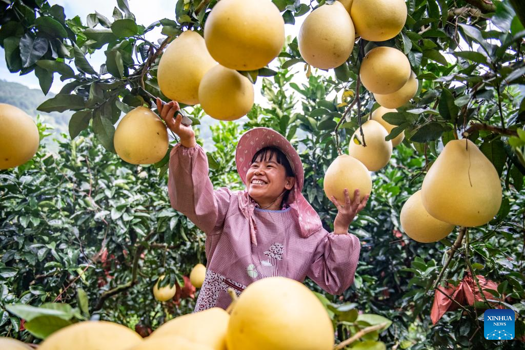 China enters peak autumn harvest season