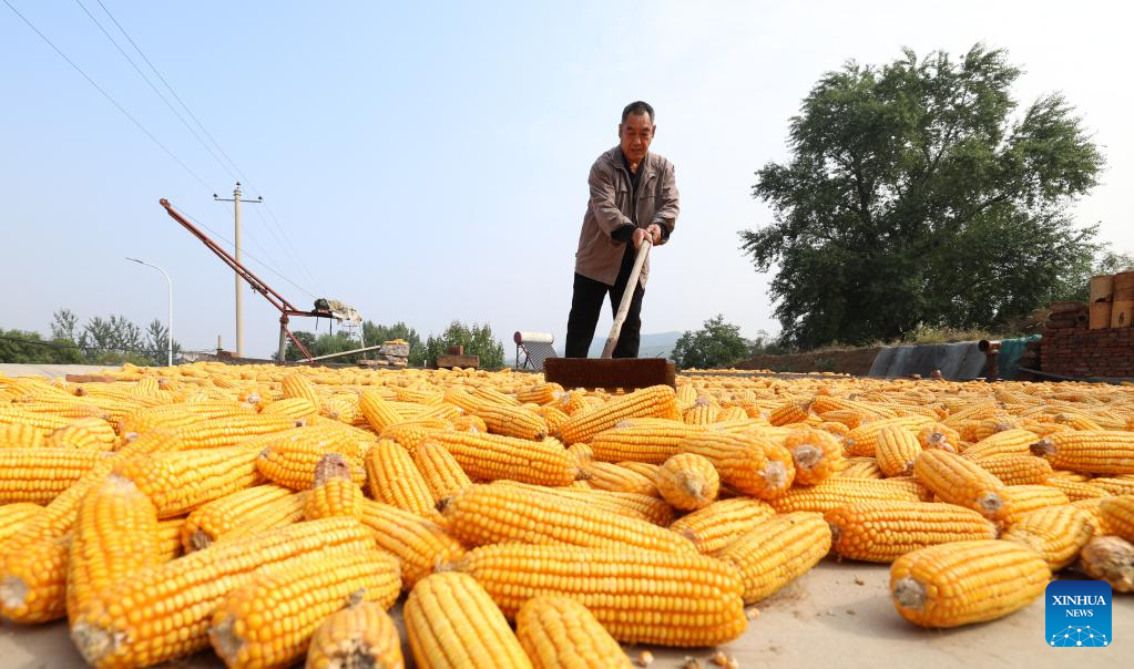 China enters peak autumn harvest season