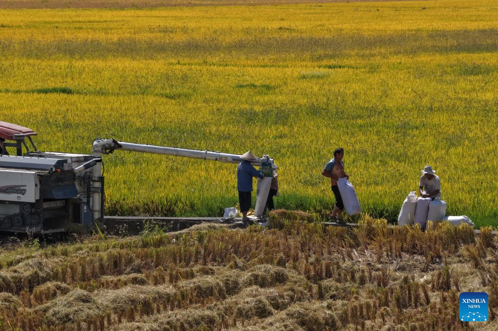 China enters peak autumn harvest season
