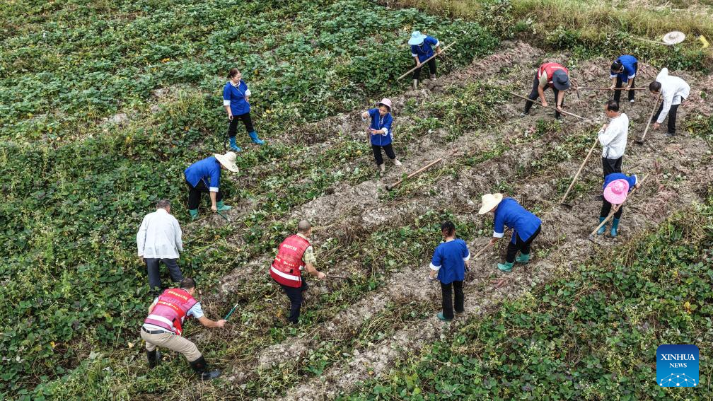 China enters peak autumn harvest season
