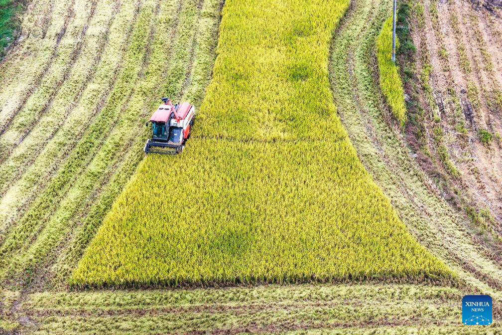 China enters peak autumn harvest season