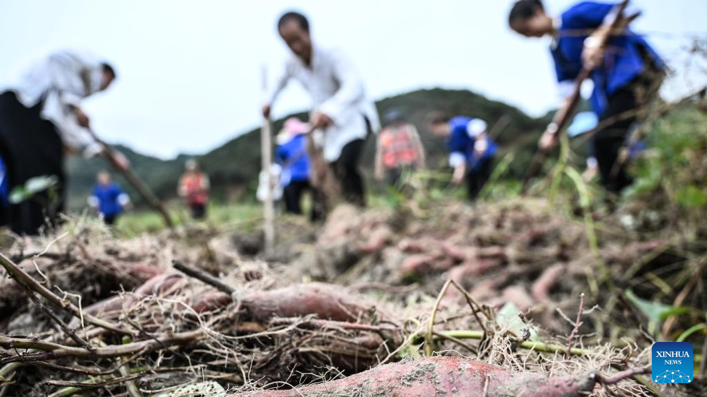 China enters peak autumn harvest season