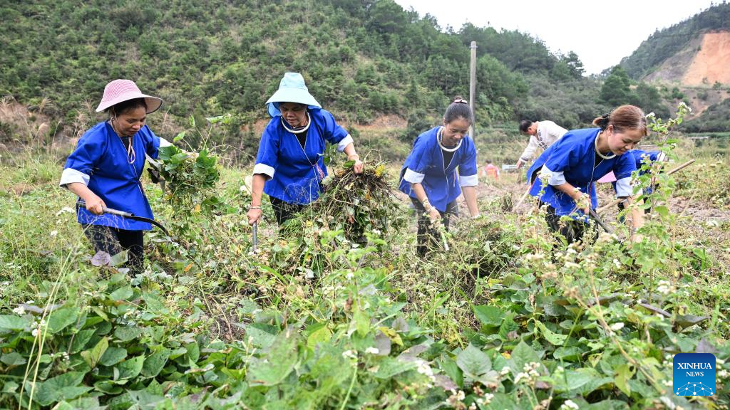 China enters peak autumn harvest season