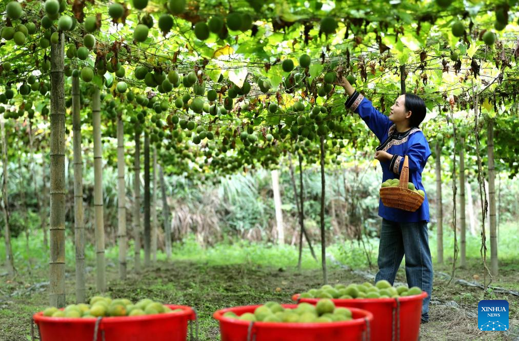 China enters peak autumn harvest season