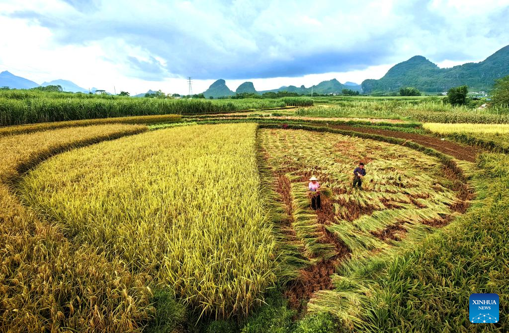China enters peak autumn harvest season
