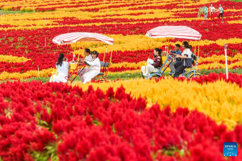 Golden autumn days draw people outdoors across China