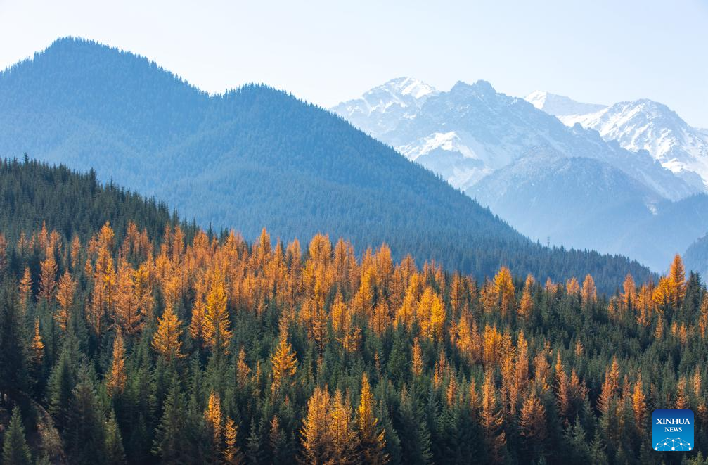 Golden autumn days draw people outdoors across China