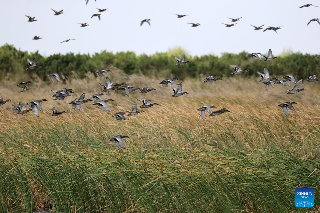 Golden autumn days draw people outdoors across China