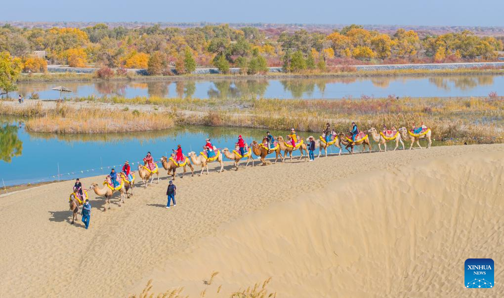 Autumn scenery of populus euphratica forests, Tarim River attracts tourists to Xinjiang