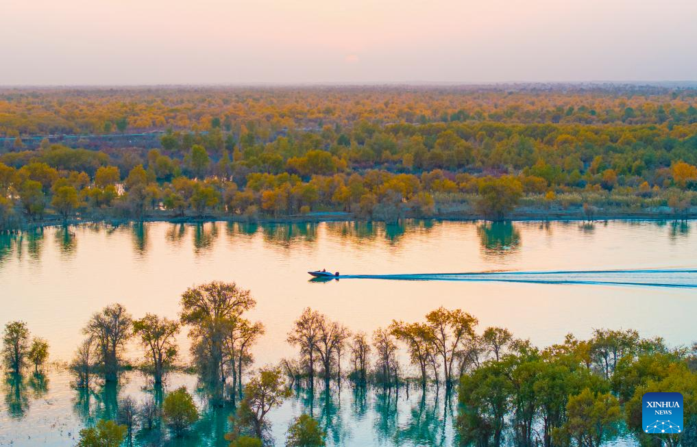 Autumn scenery of populus euphratica forests, Tarim River attracts tourists to Xinjiang