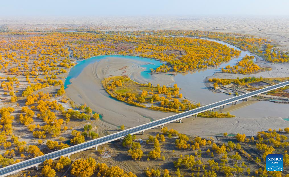 Autumn scenery of populus euphratica forests, Tarim River attracts tourists to Xinjiang