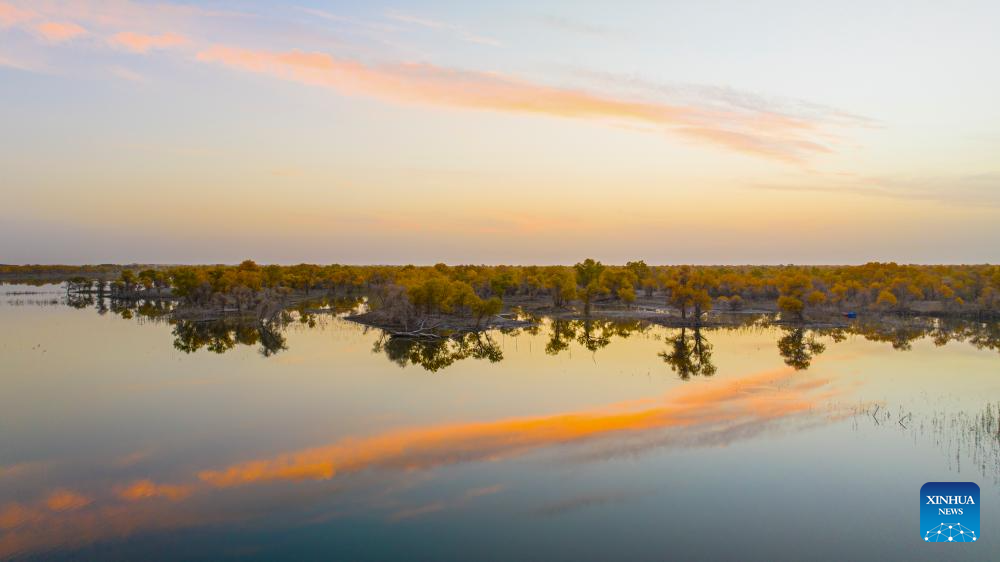 Autumn scenery of populus euphratica forests, Tarim River attracts tourists to Xinjiang