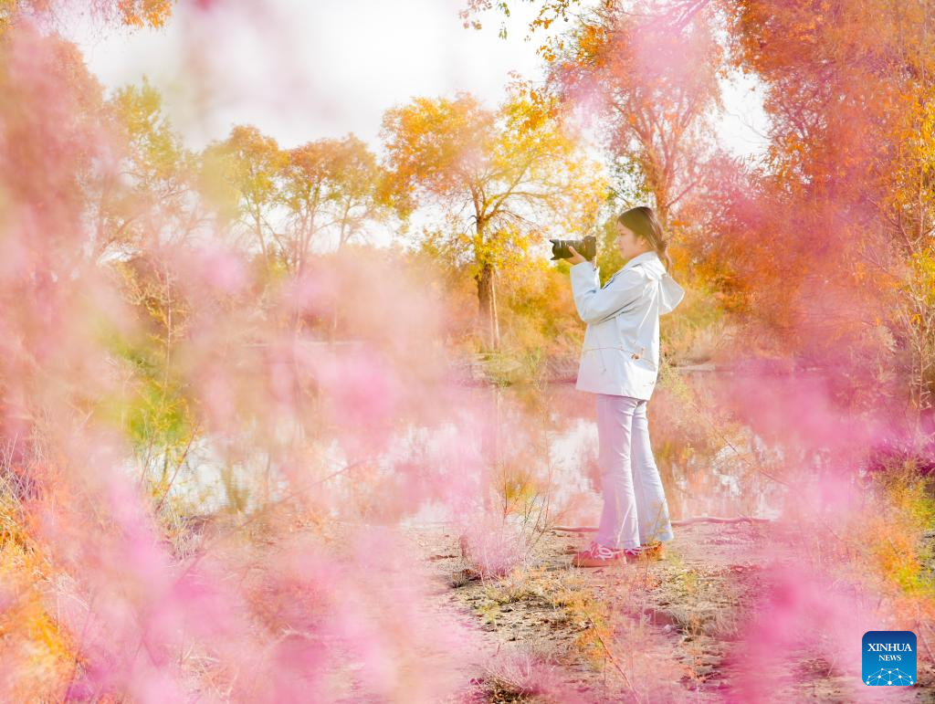 Autumn scenery of populus euphratica forests, Tarim River attracts tourists to Xinjiang