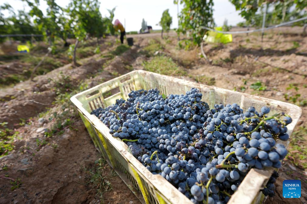 Minning Town in NW China's Ningxia thrives amid ecological transformation