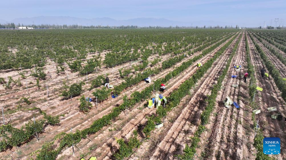 Minning Town in NW China's Ningxia thrives amid ecological transformation
