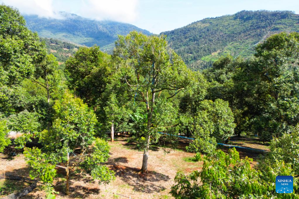 Malaysian durians reach China in 36 hours