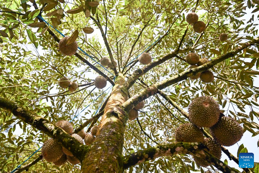 Malaysian durians reach China in 36 hours