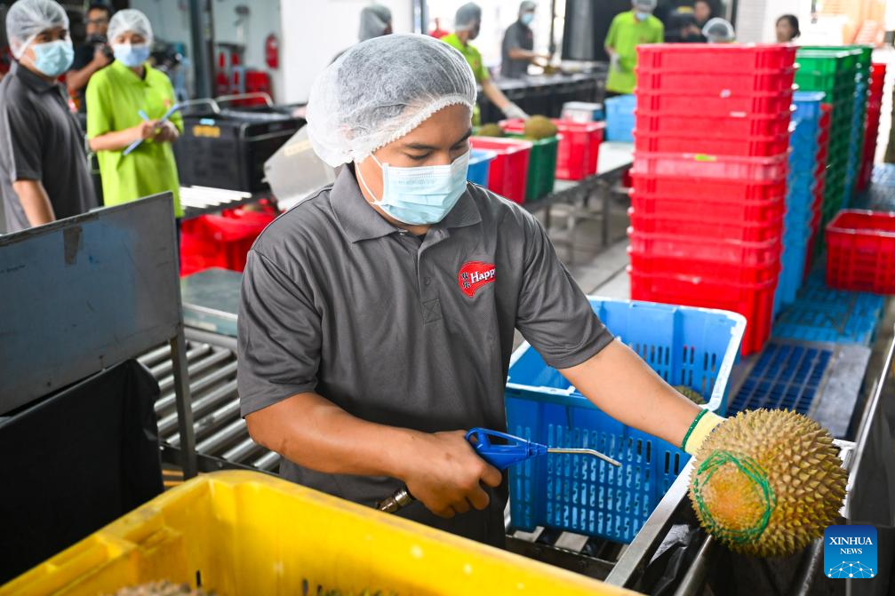 Malaysian durians reach China in 36 hours