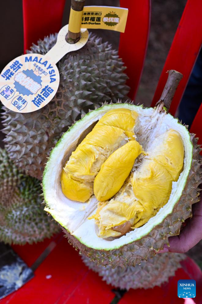 Malaysian durians reach China in 36 hours