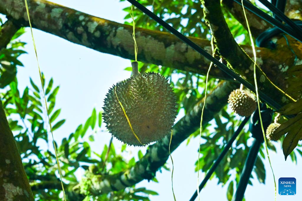 Malaysian durians reach China in 36 hours