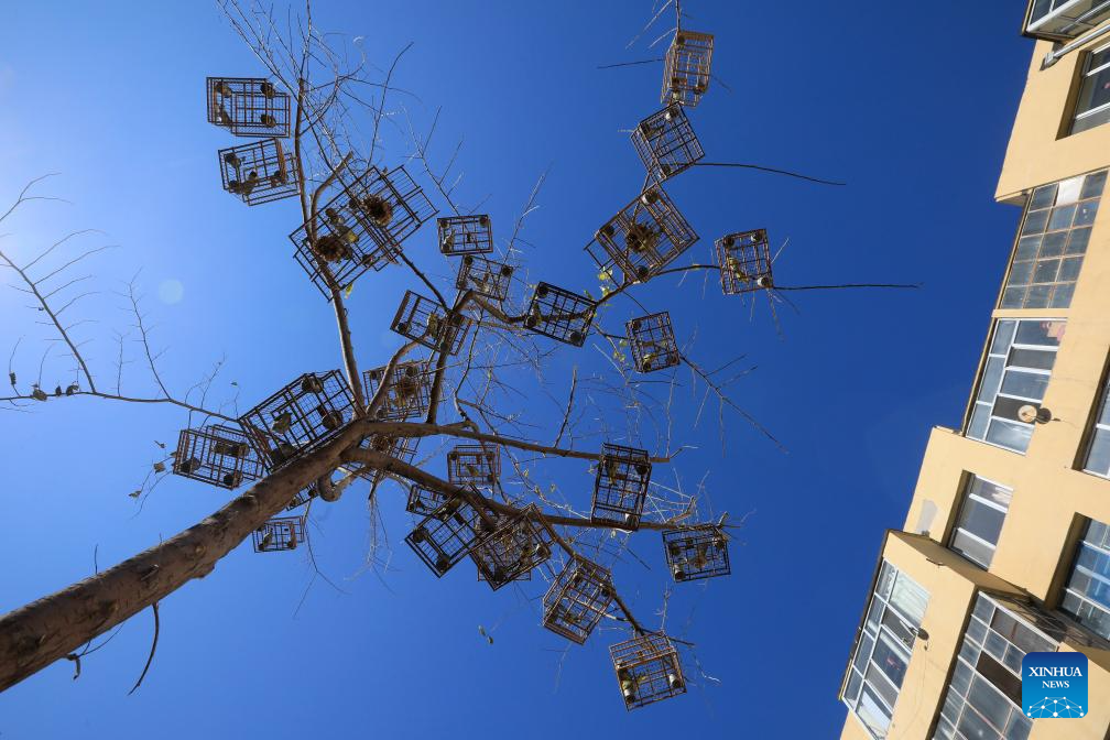 Volunteer team in NE China dedicated to protecting wildlife in Songhua River basin