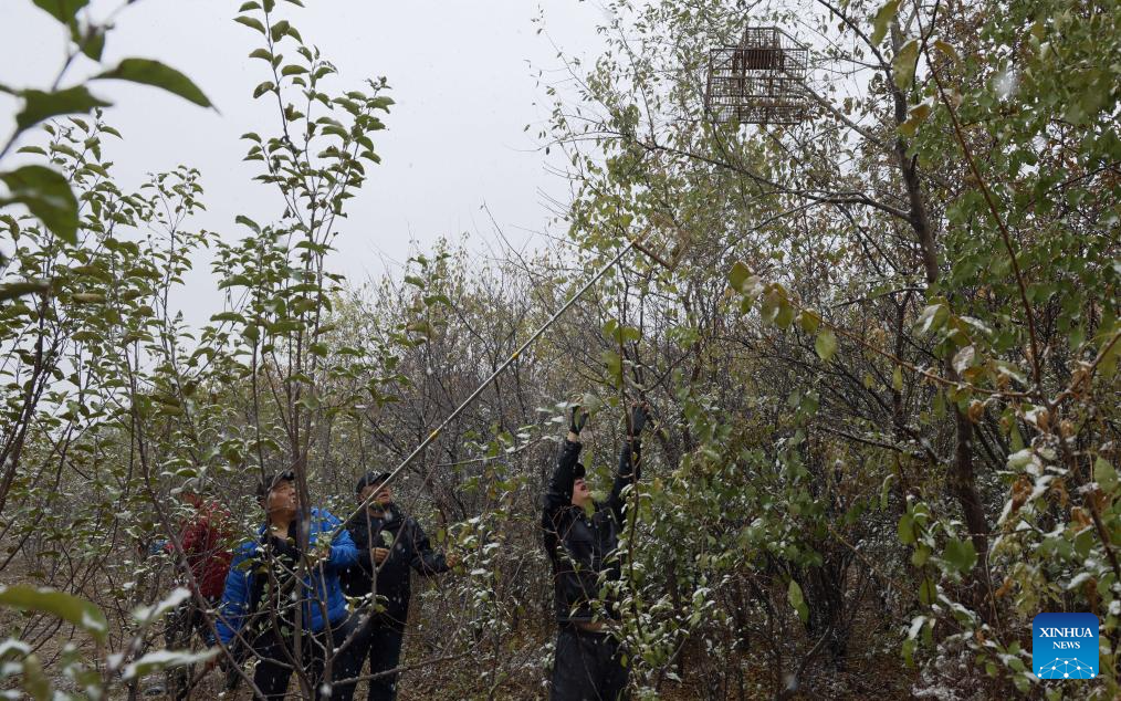 Volunteer team in NE China dedicated to protecting wildlife in Songhua River basin