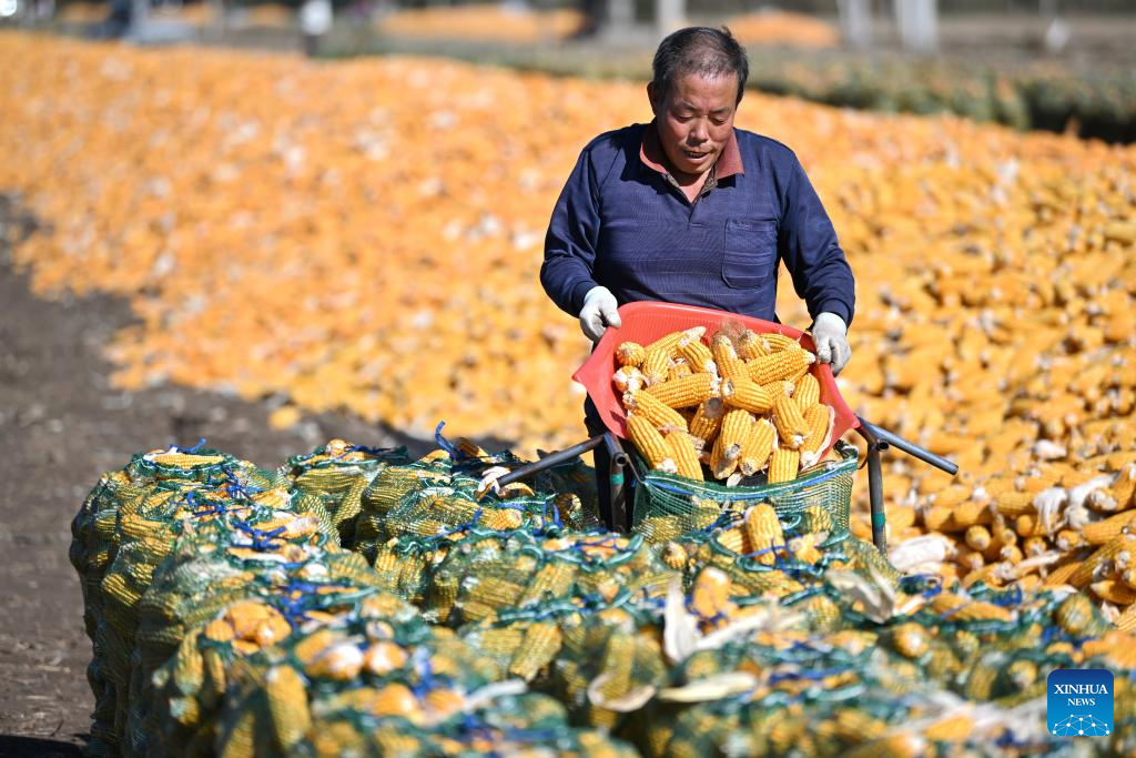 Autumn harvest in China's Tianjin