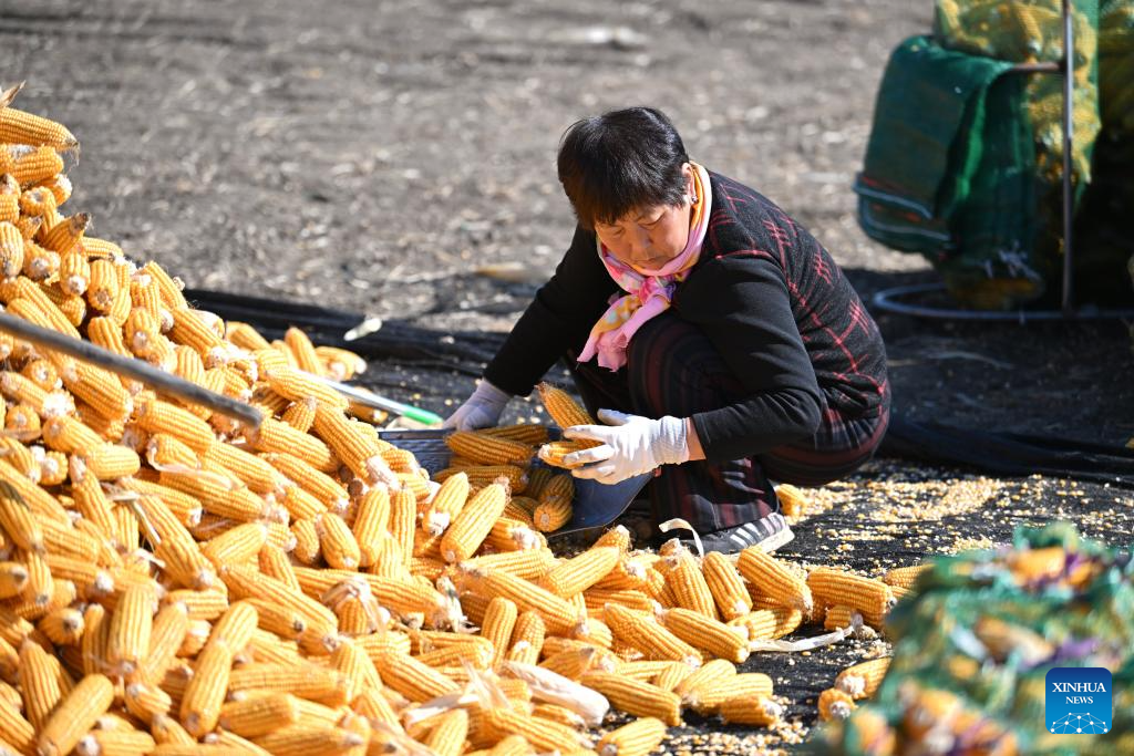 Autumn harvest in China's Tianjin