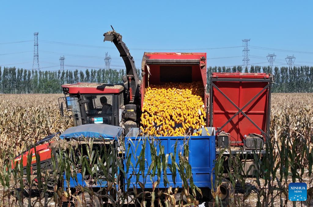 Autumn harvest in China's Tianjin