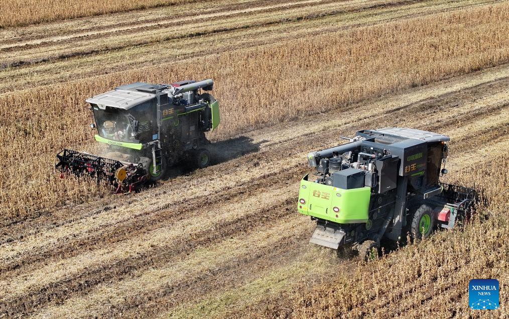 Autumn harvest in China's Tianjin