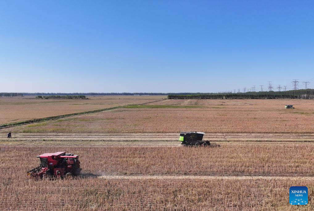 Autumn harvest in China's Tianjin