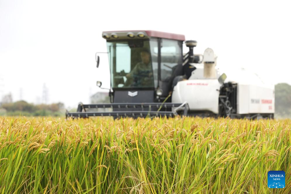 In pics: autumn harvest across China